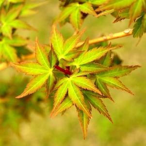 BIHOU UPRIGHT JAPANESE MAPLE